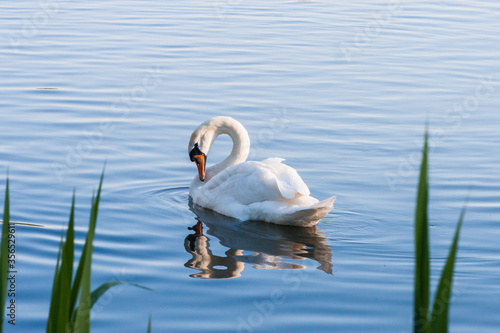 Obraz na płótnie beautiful swan w salonie