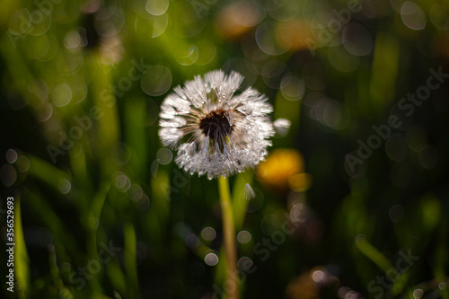 Dandelion in the field.