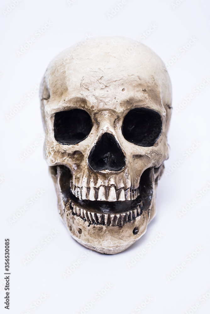 Calavera humana sobre fondo blanco Calavera humana sobre fondo blanco