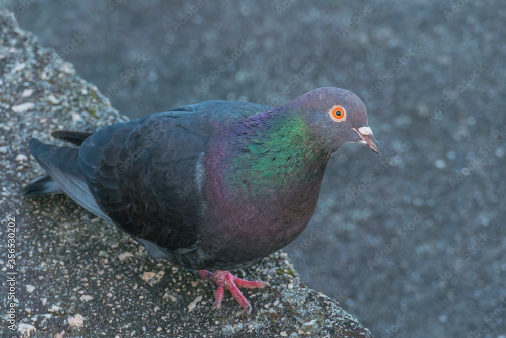pigeon walking on a wall closeup view Columbidae.. pigeon walking on a wall closeup view Columbidae..