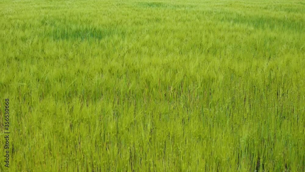 Green wheat field sways in the wind, Ukraine Green wheat field sways in the wind, Ukraine