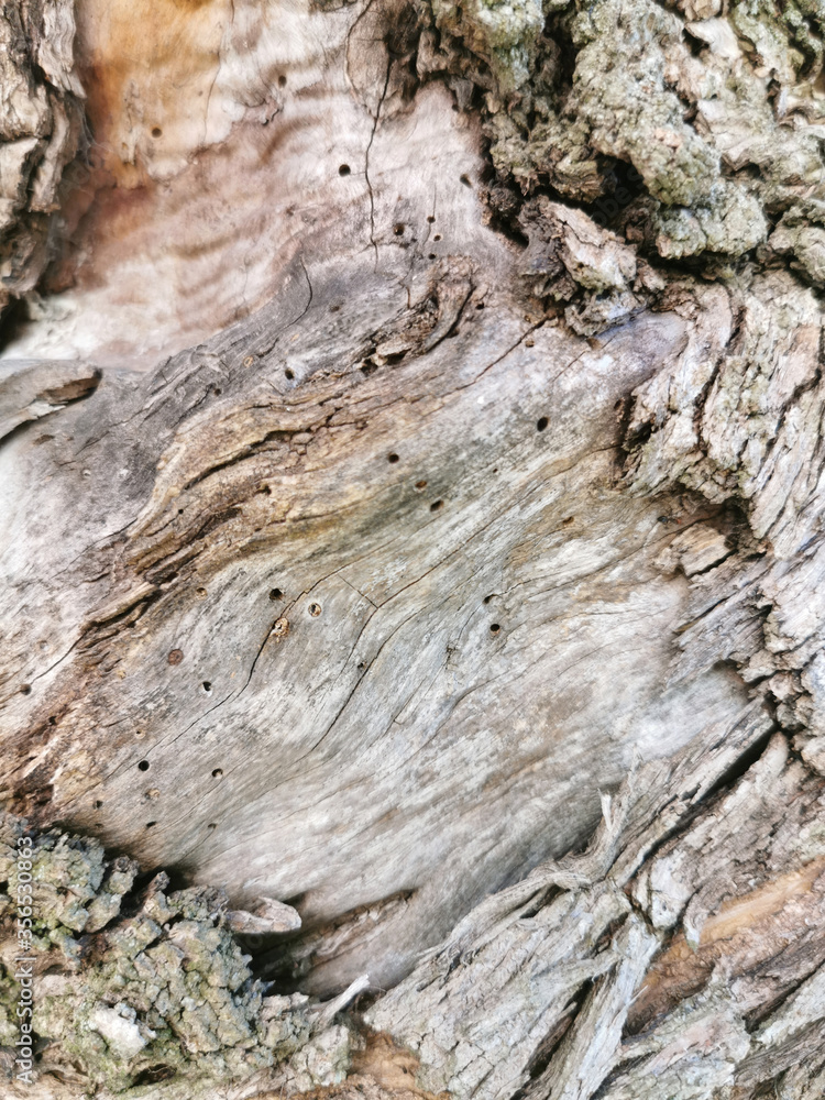 Tree trunk, eaten by pests, closeup. Dry wood texture with holes left by termites. Protecting forests from pests. Tree trunk, eaten by pests, closeup. Dry wood texture with holes left by termites. Protecting forests from pests.