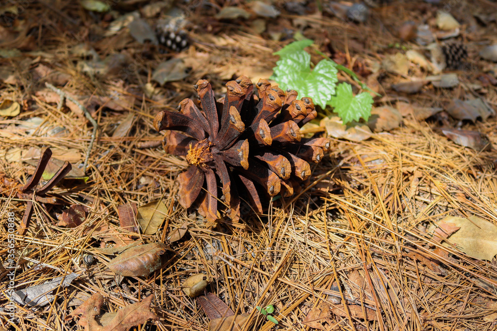 Fototapeta premium Pine Cone