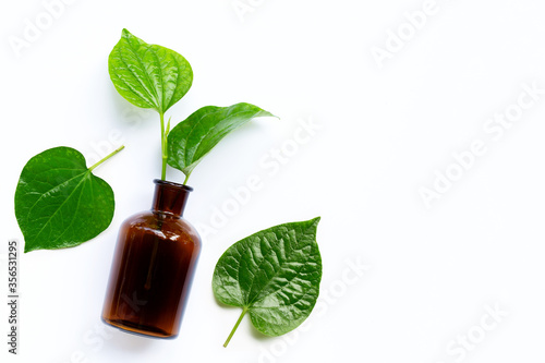 Piper sarmentosum or Wildbetal leafbush with essential oil bottle on white
