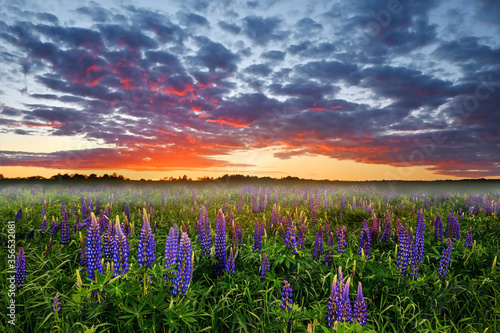 Fantastic sunset over a meadow with lupine flower