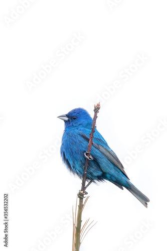 Indigo Bunting on a perch with white high key background 