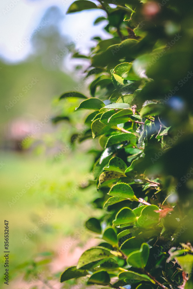 Obraz premium Shrubbery