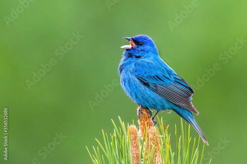 Indigo Bunting singing on a perch with green background 