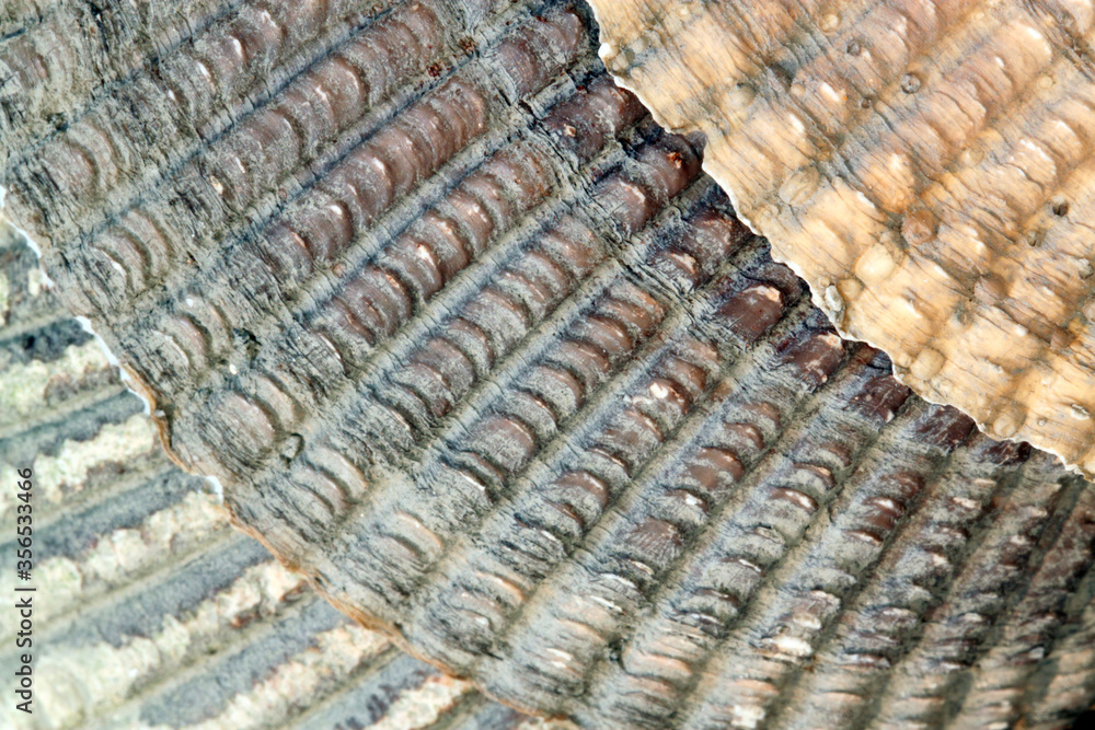 Abstract macro shots of seashells with textured ridge patterns and pastel colors