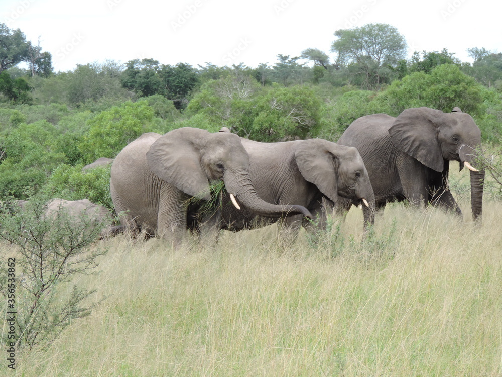 elefante africa safari