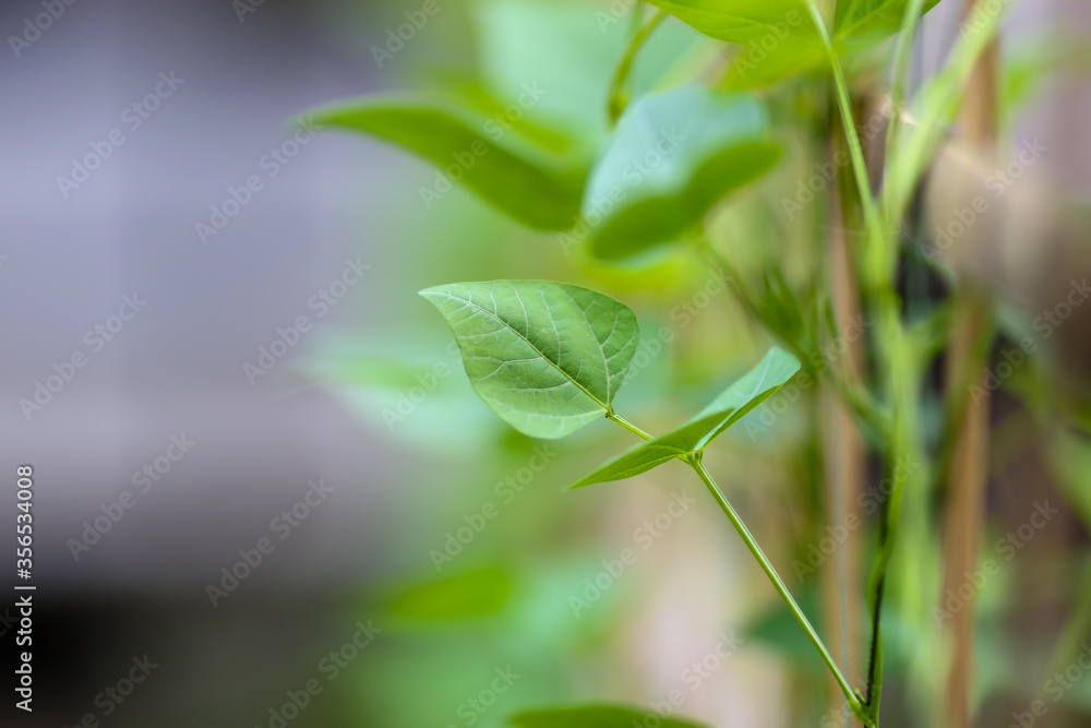 Green leaf with blurred background. Nature concept. Green leaf with blurred background. Nature concept.