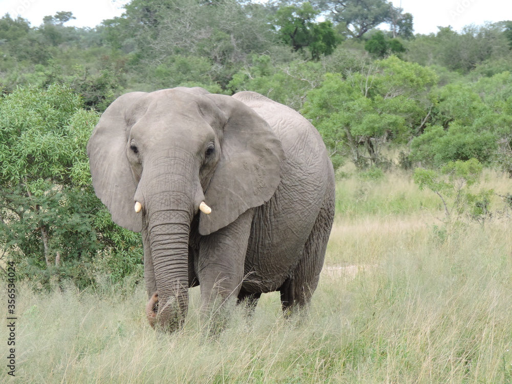 elefante safari africa