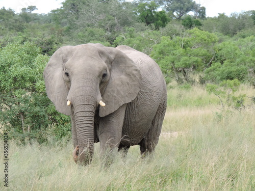 elefante safari africa