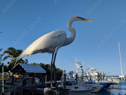 a great egret on a pier photo