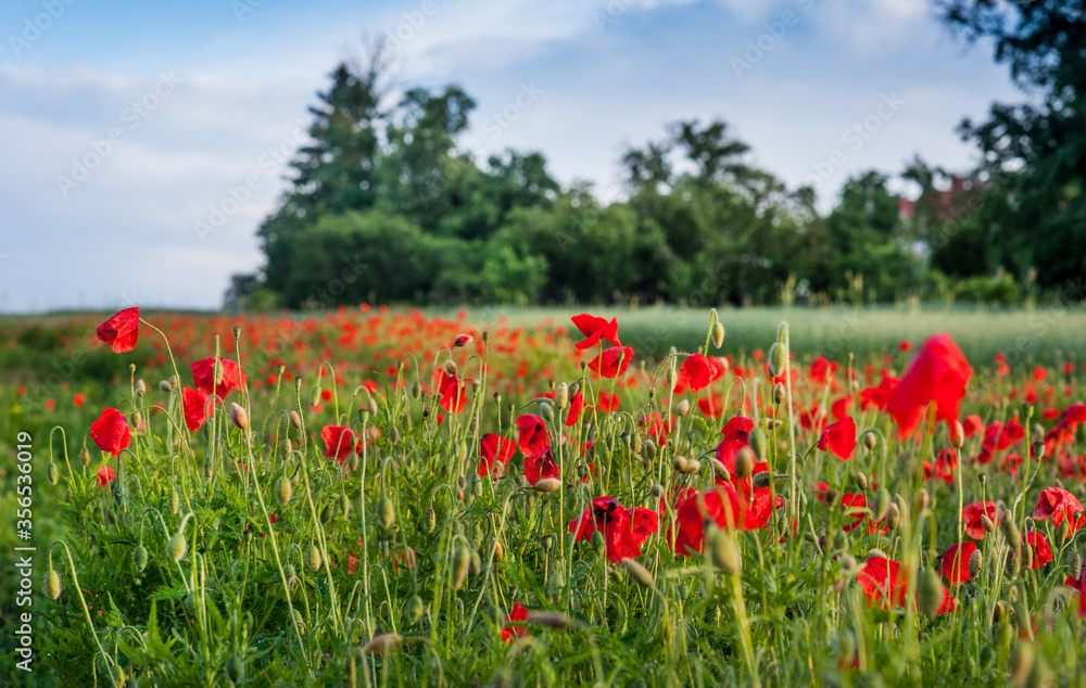 red poppies near green wheat field near forest red poppies near green wheat field near forest