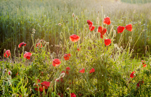 Flowers Red poppies blossom on wild field. Beautiful field red poppies in sun...