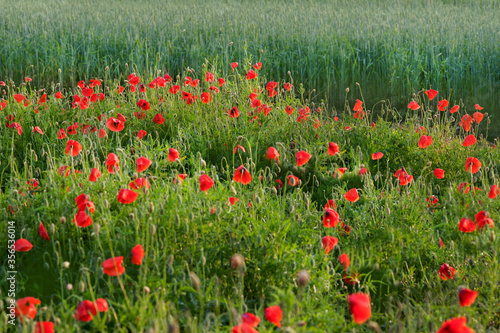 Flowers Red poppies blossom on wild field. Beautiful field red poppies in soft light.