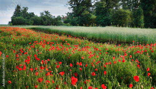 red poppies near green wheat field near forest