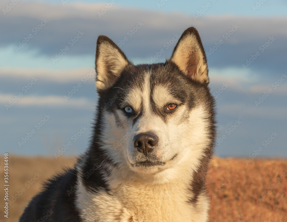 Siberian Huskey dog with a brown eye and blue eye Siberian Huskey dog with a brown eye and blue eye