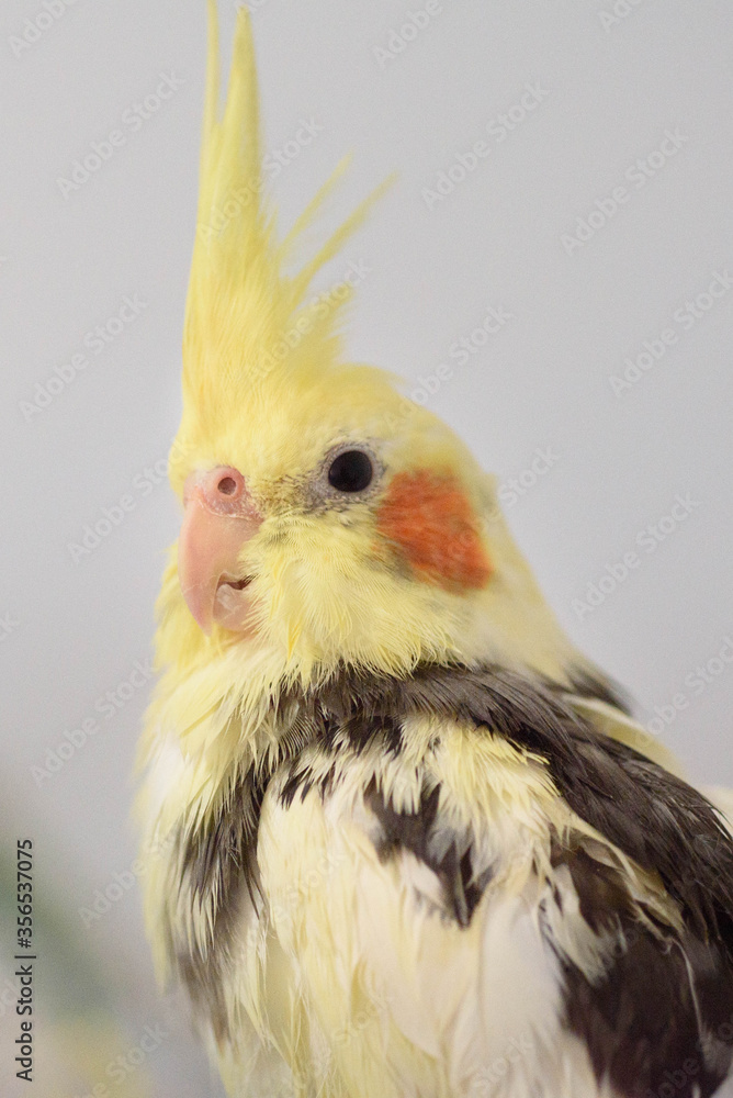 Pied cockatiel (Nymphicus hollandicus) after a bath. Pied cockatiel (Nymphicus hollandicus) after a bath.