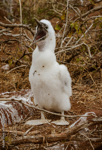 Baby Blue Footed Booby Cries For Mother to Return With Food on Galapagos Island. photo