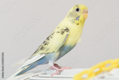 Yellow and blue female American Parakeet/Budgerigar on top of cage with yellow chain toy.