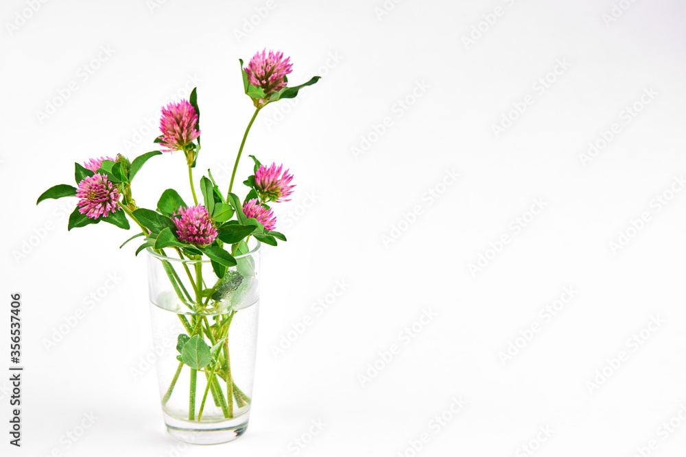 fresh blooming clover flowers over white background. simple summer concept.