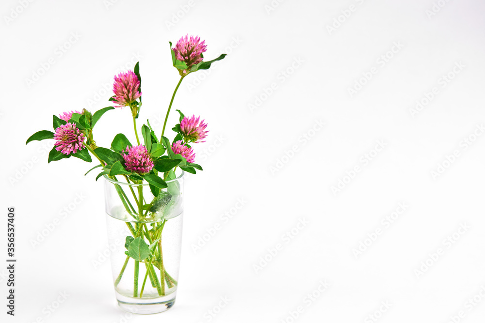 fresh blooming clover flowers over white background. simple summer concept. fresh blooming clover flowers over white background. simple summer concept.