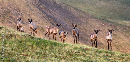 Forty Mile Caribou herd tundra Alaska