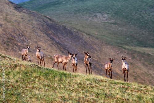 Forty Mile Caribou herd tundra Alaska