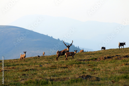 Forty Mile Caribou herd tundra Alaska