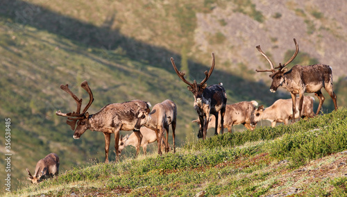 Forty Mile Caribou herd tundra Alaska