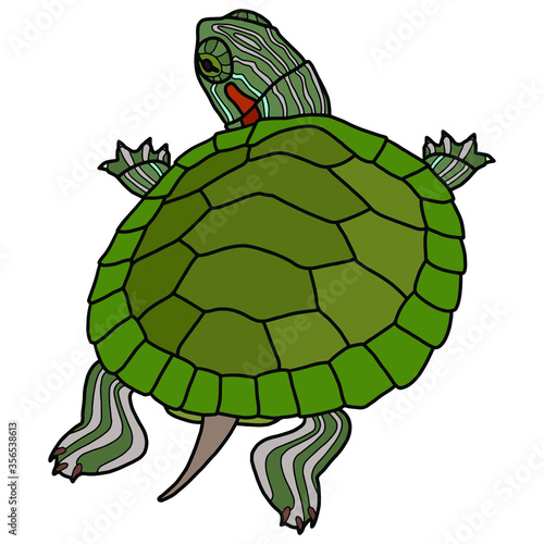 Pet turtle red-eared slider(Trachemys scripta elegans) isolated on white background.