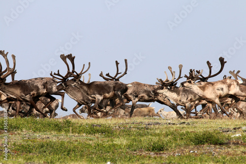 Forty Mile Caribou herd tundra Alaska