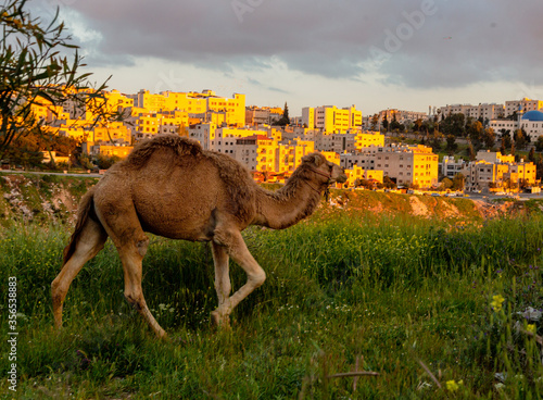 Wild Camel Looks Over the Skyline of Amman  Jordan