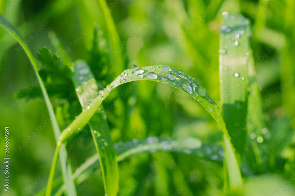Dew on the green grass in the morning sun. After the rain Dew on the green grass in the morning sun. After the rain