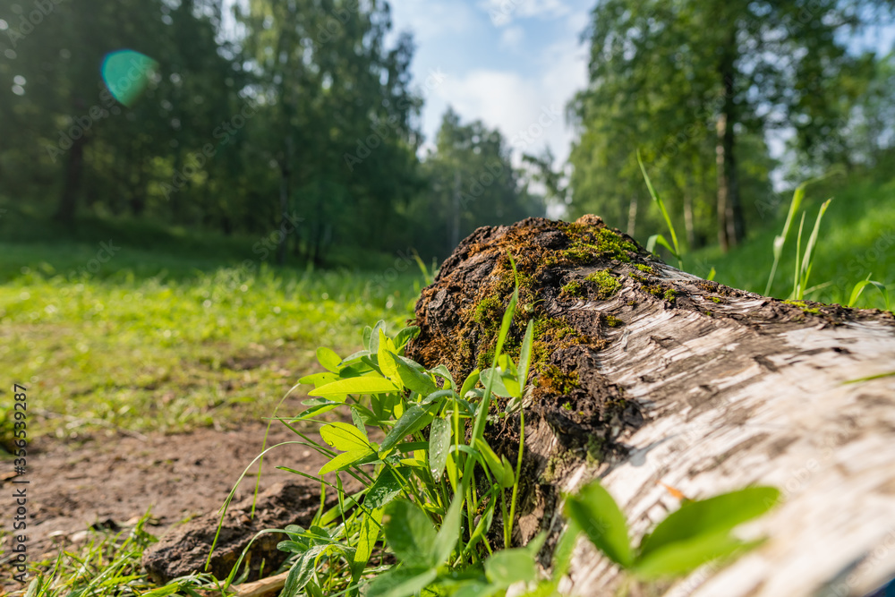 Obraz premium A log in the grass in the forest. Summer morning 