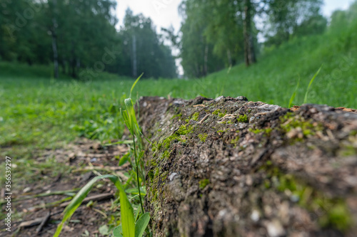 A log in the grass in the forest. Summer morning in nature