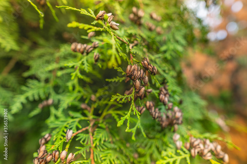 Ripening thuja. Thuja with fruits in a summer park.