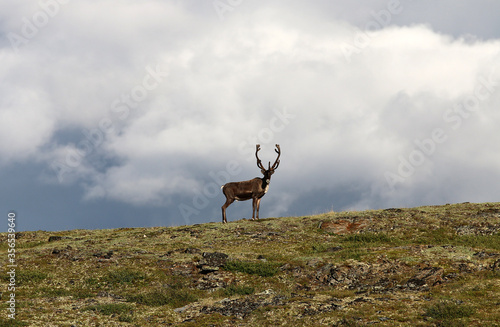 Forty Mile Caribou herd tundra Alaska