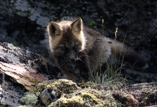 Fototapeta Naklejka Na Ścianę i Meble -  Arctic fox kit Alaska tundra