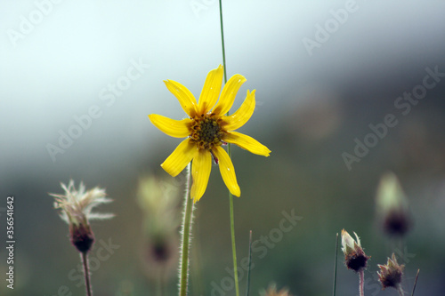 Flowers on tundra Forty Mile Rivershed Alaska