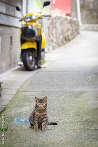 愛知県 知多半島の離島 篠島のネコ