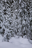 Snow-covered evergreen trees in winter at Snoqualmie Pass, WA
