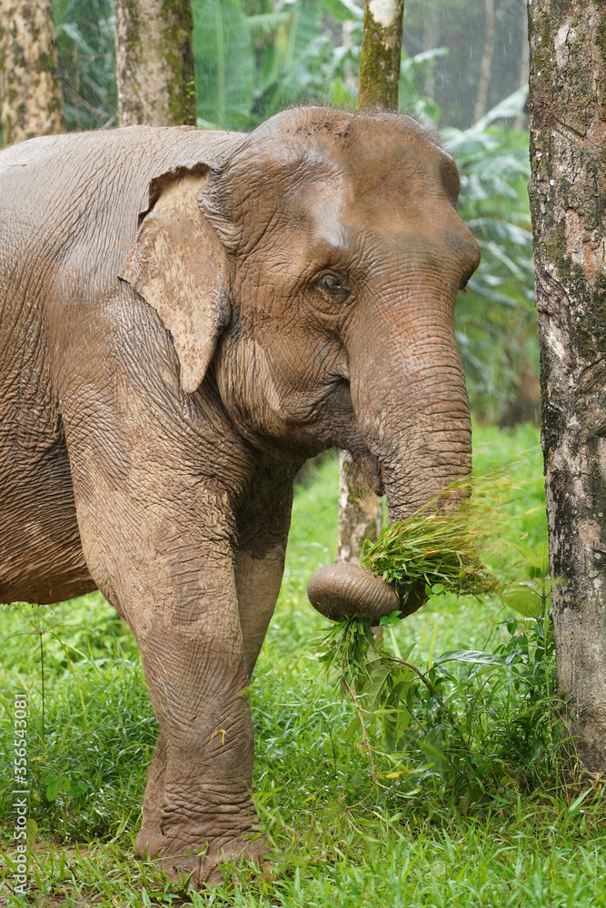 Nature Elephant living green forrest