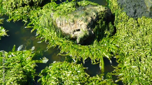 Green Algae on a stone near the shore, Hadzhibeysky estuary photo