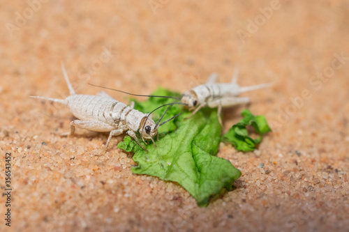 soft focus. live crickets in white calcium eating a leaf of salad on sand. Cricket in terrarium. feeder insect. Acheta domesticus species. house cricket. macro photography. lizard food. photo