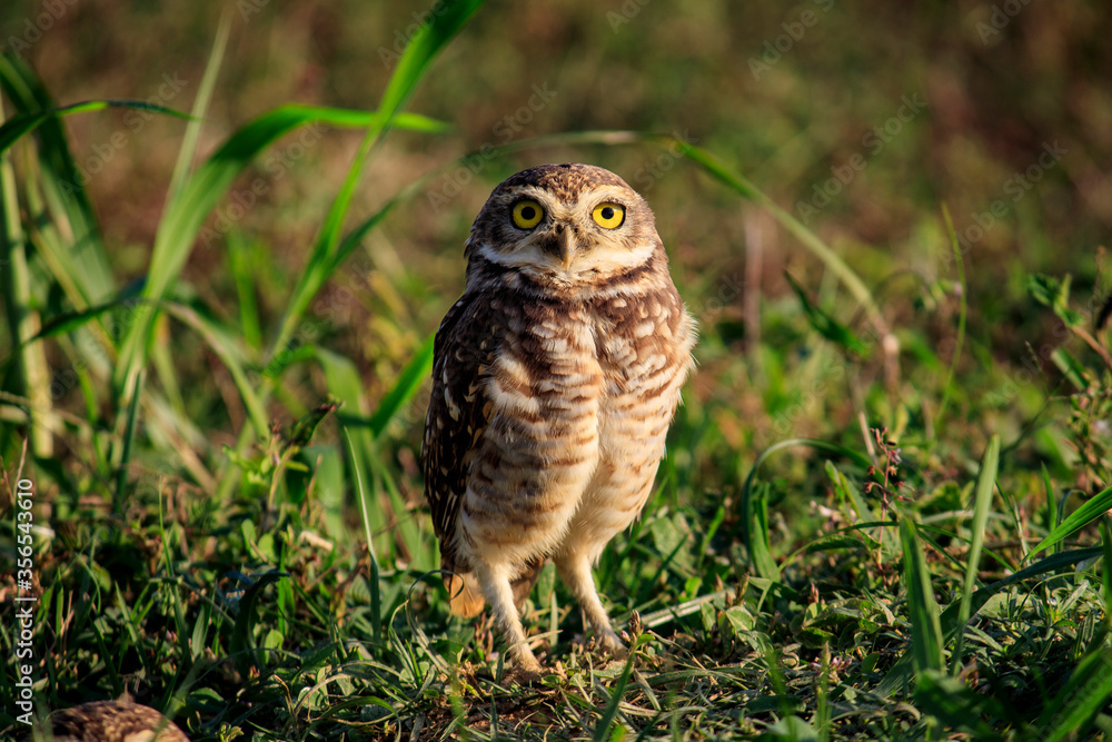 Owl - Coruja-buraqueira Athene cunicularia Owl - Coruja-buraqueira Athene cunicularia