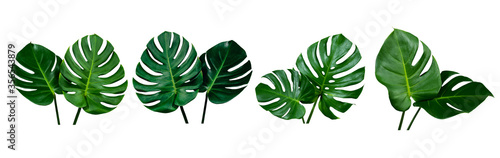 collection of green monstera tropical plant leaf on white background for design elements, Flat lay