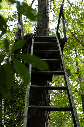 ladder in the middle of the forest for hunting an wildlife study and the environment and tree climbing and ecosystem in Delaware  photo